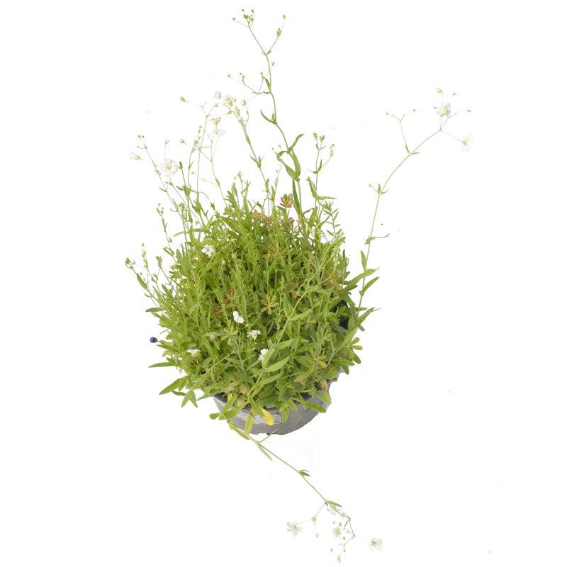 Low-growing wildflower mix by Grow Organic, 1/4 lb of flower seeds for a colorful, natural garden display