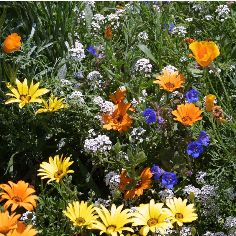 Low-growing wildflower mix from Grow Organic, 1/4 lb of flower seeds ideal for garden ground cover and natural landscapes.
