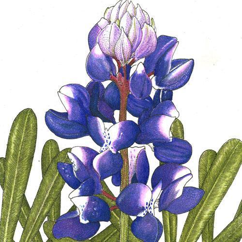 Blue Arroyo Lupine flower seeds from Grow Organic, vibrant blue flower seed packet for garden planting.