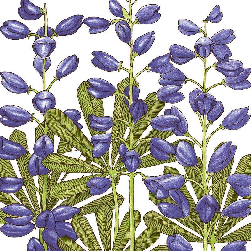 Grow Organic perennial lupine flower seeds, 1/4 lb, showing vibrant purple and green lupine seed packets and garden planting scene.