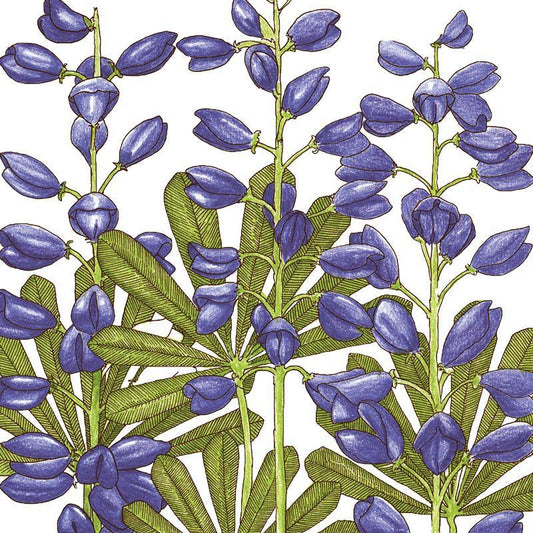 Grow Organic perennial lupine flower seeds, 1/4 lb, showing vibrant purple and green lupine seed packets and garden planting scene.