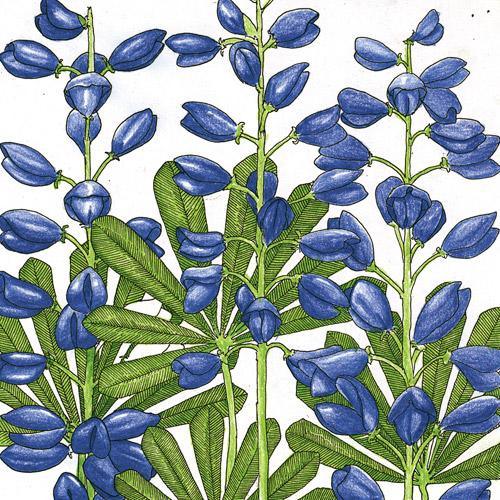 Grow Organic perennial lupine flower seeds in a bag, showing vibrant purple lupine flowers and green foliage.