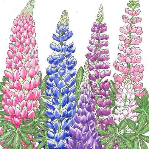 Grow Organic Lupine Russell flower seeds, vibrant purple blooms, packaged in a clear bag with seeds ready for planting.