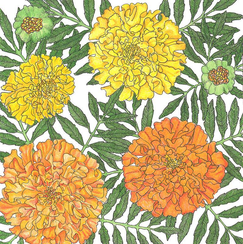 African Marigold flower seeds by Grow Organic, 1/4 lb package, showing vibrant yellow-orange marigold flower seeds.