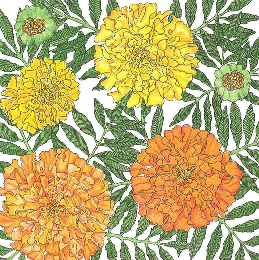 African Marigold flower seeds by Grow Organic, 1/4 lb package, showing vibrant yellow-orange marigold flower seeds.