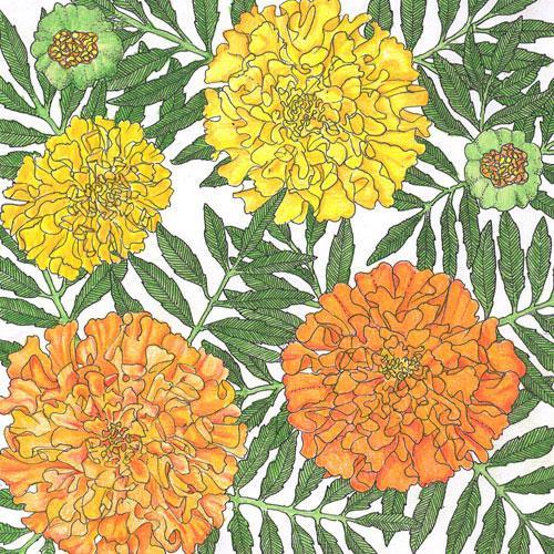 African Marigold flower seeds from Grow Organic, showing vibrant orange blooms and green foliage on seed packet.