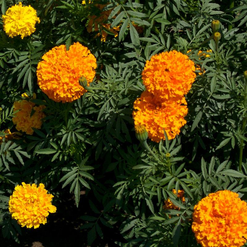 African Marigold flower seeds from Grow Organic, showing vibrant yellow-orange marigold flower buds and green foliage.