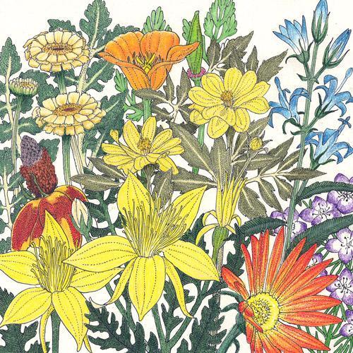 Mediterranean Dryland Wildflower Mix flower seed packet from Grow Organic, showing colorful flower seeds for dryland gardens.