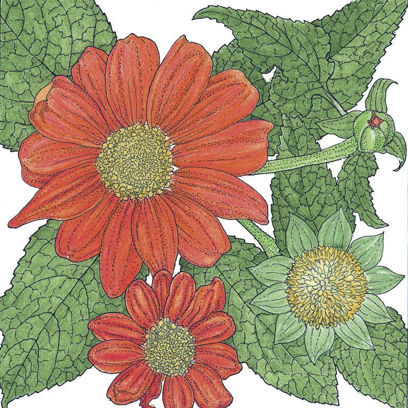 Mexican Sunflower flower seeds from Grow Organic, 1/4 lb bag, showing vibrant seeds ready for planting in a garden.