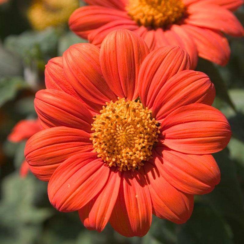 Close-up of Mexican Sunflower flower seeds from Grow Organic, showcasing the seed packet for planting in a garden.