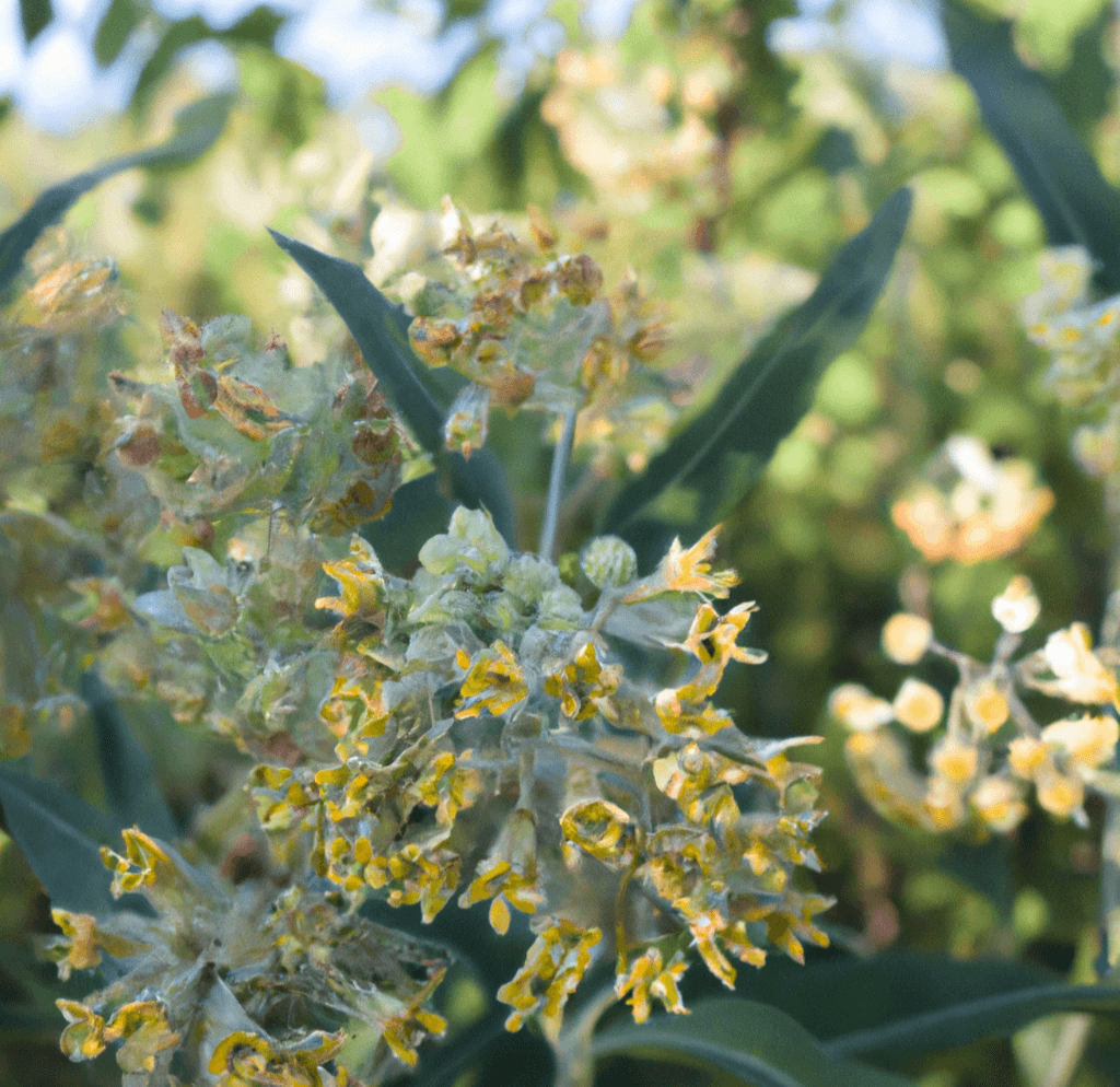 Close-up of Grow Organic Narrowleaf Milkweed flower seeds in small packet, ideal for planting native pollinator-friendly flowers.
