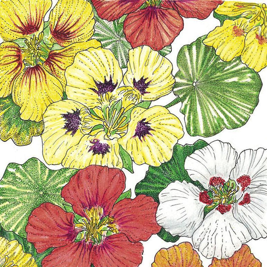 Dwarf Jewel Mix Nasturtium flower seeds from Grow Organic, showcasing colorful seed packet and vibrant flower blooms.