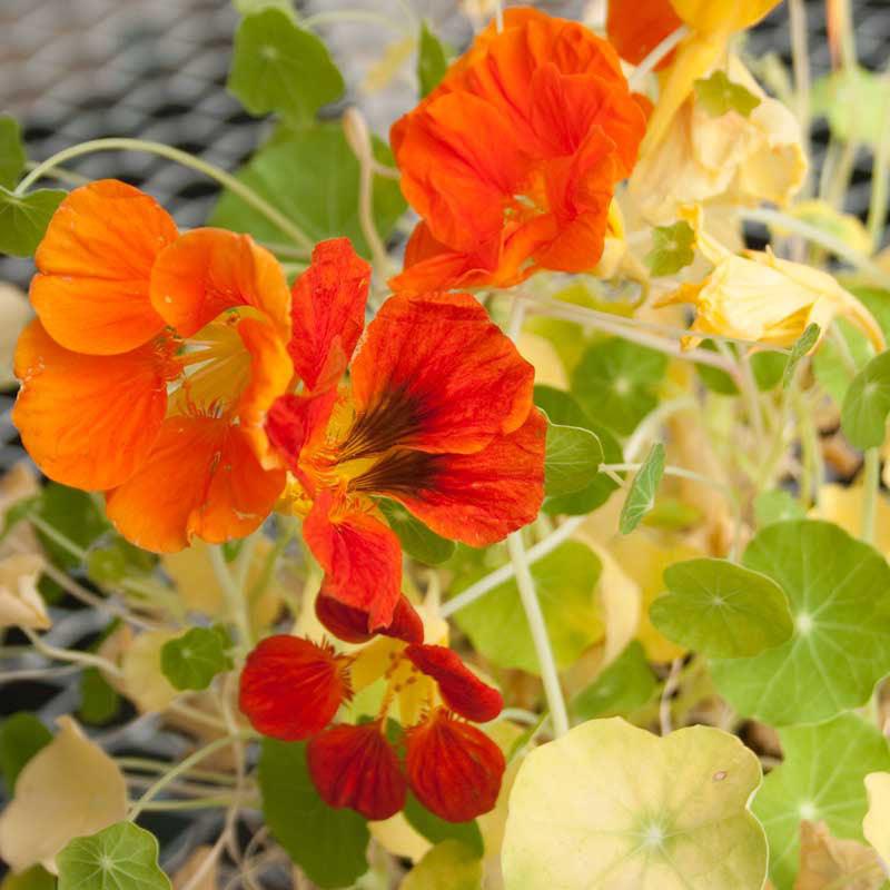 Dwarf Jewel Mix Nasturtium flower seeds by Grow Organic, showcasing vibrant, colorful flower seed packets for garden planting