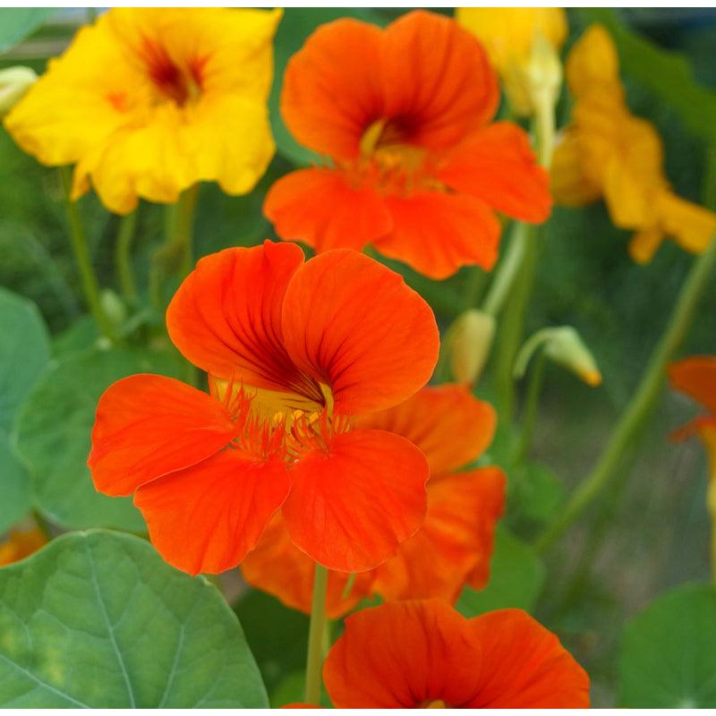 Dwarf Jewel Mix nasturtium flower seeds by Grow Organic, showing colorful flower seed packets for vibrant garden blooms.