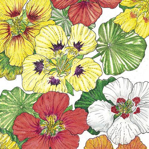 Dwarf Jewel Mix Nasturtium flower seeds by Grow Organic, showing colorful flower seed packets for vibrant garden blooms.