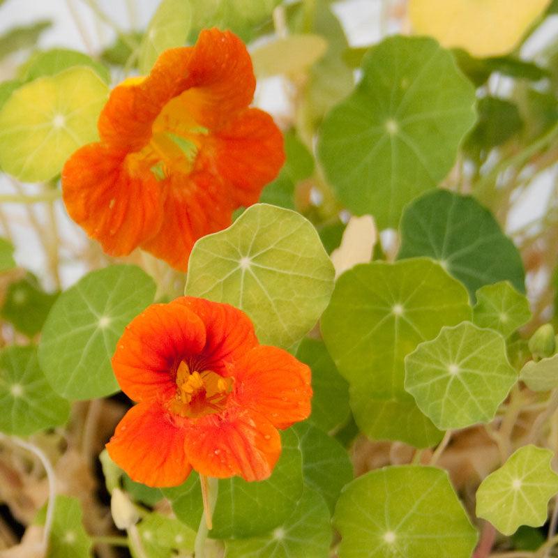 Dwarf Jewel Mix Nasturtium flower seeds by Grow Organic, showing vibrant, colorful flower seed packets for garden planting.