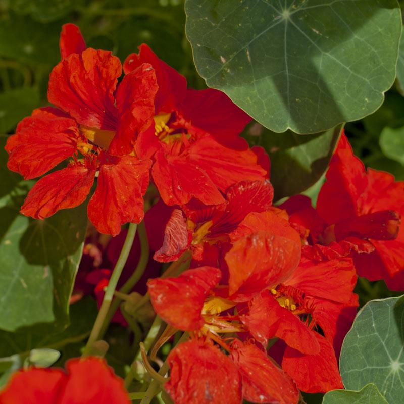 Dwarf Jewel Mix nasturtium flower seeds by Grow Organic, vibrant edible flowers and ornamental plants in a packet.