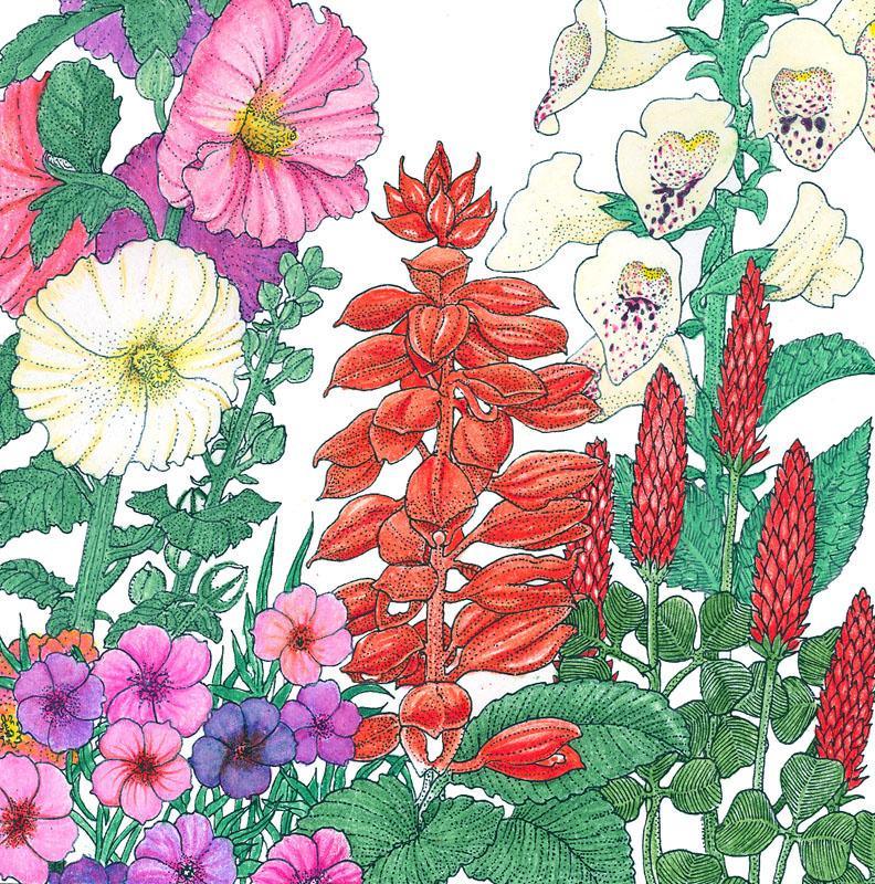North American hummingbird garden wildflower mix flower seeds by Grow Organic, shown in a natural outdoor setting.
