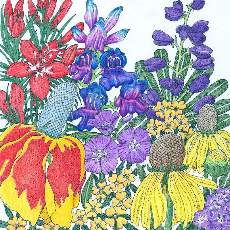 North American perennial wildflower mix flower seeds by Grow Organic, showing a variety of colorful wildflower seed packets.
