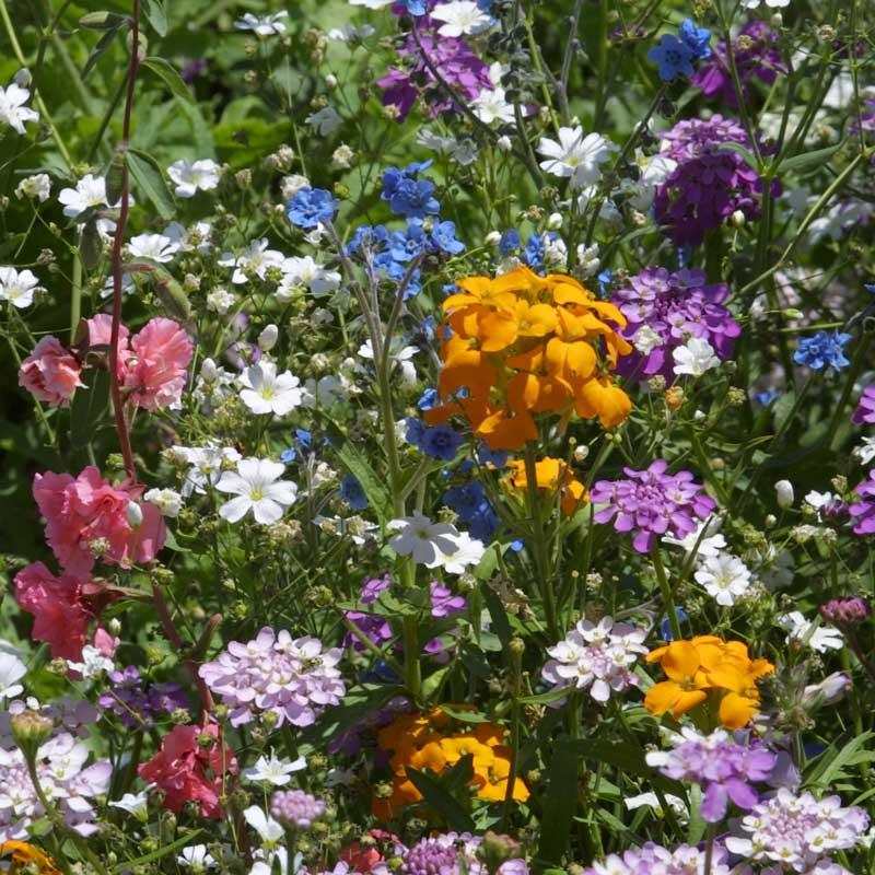 North American Shade Wildflower Mix flower seeds by Grow Organic in a 1/4 lb package, ideal for shade garden planting.