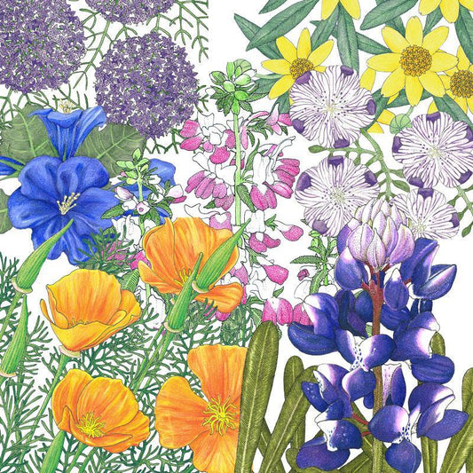 Grow Organic Peaceful Valley California Native Pollinator Blend flower seed packet, showing colorful native wildflower seeds for pollinators.