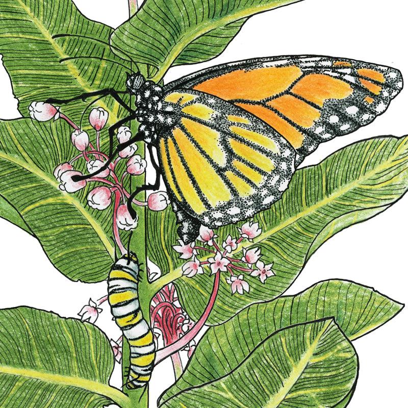 Grow Organic Peaceful Valley Save the Monarch Kit flower seeds for Southeast region, featuring native plants to attract monarch butterflies.
