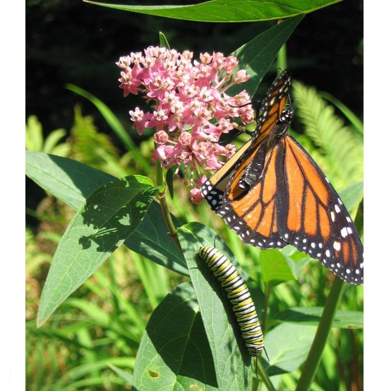 Grow Organic Peaceful Valley Save the Monarch Kit flower seeds for Southeast region, 1/8 lb, ideal for pollinator gardens.