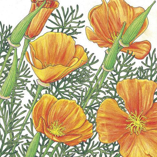 Golden California poppy flower seeds from Grow Organic, 1/4 lb package, showing vibrant yellow-orange poppy seed packet.