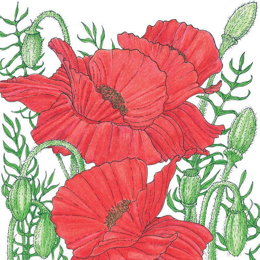 Grow Organic Poppy Corn flower seeds, 1/4 lb package, showing vibrant poppy blossoms and seed packets for gardening.