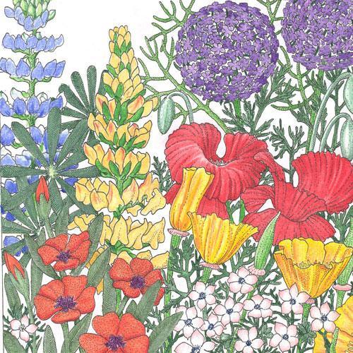 Grow Organic Regional Northwest Wildflower Mix flower seeds showing a variety of native wildflower seeds in a clear bag.
