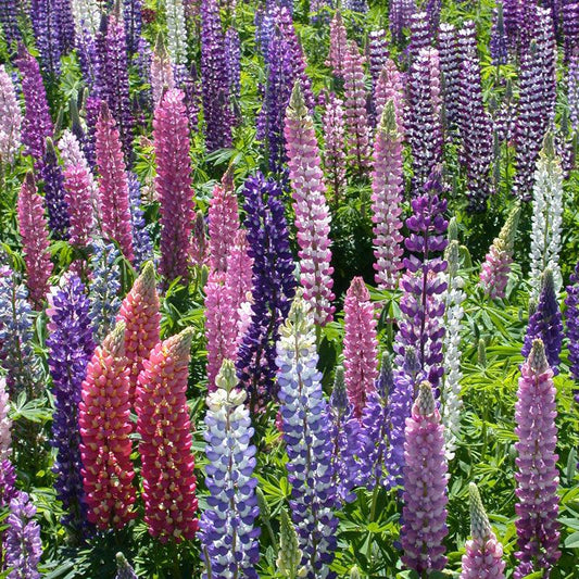 Russell Lupine flower seed pack from Grow Organic, showcasing vibrant lupine seeds for planting and garden growth.