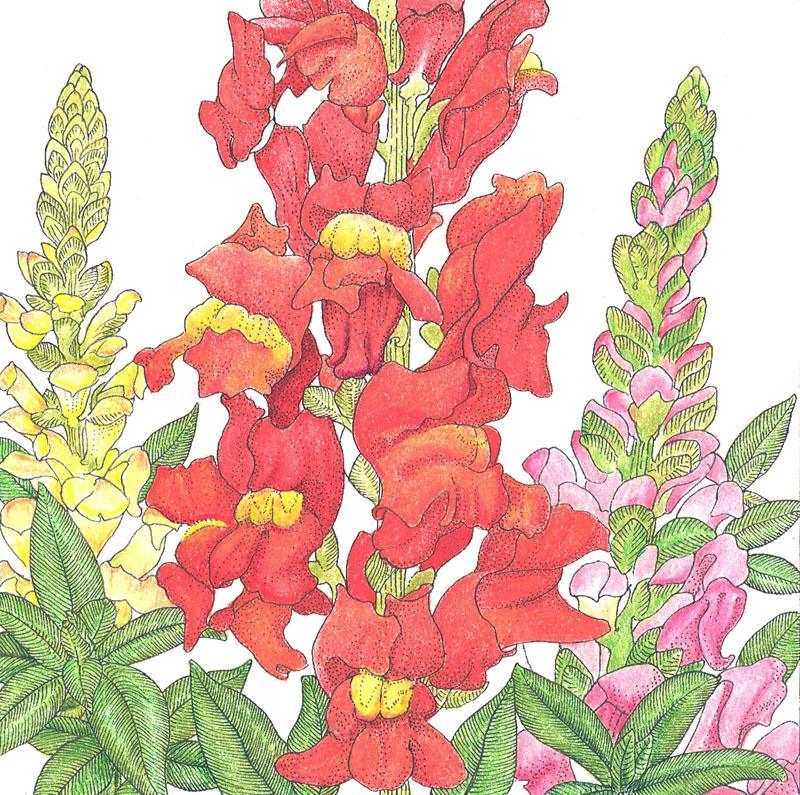 Grow Organic spurred snapdragon flower seeds in a 1/4 lb package, showcasing vibrant flower seed packets for gardening.