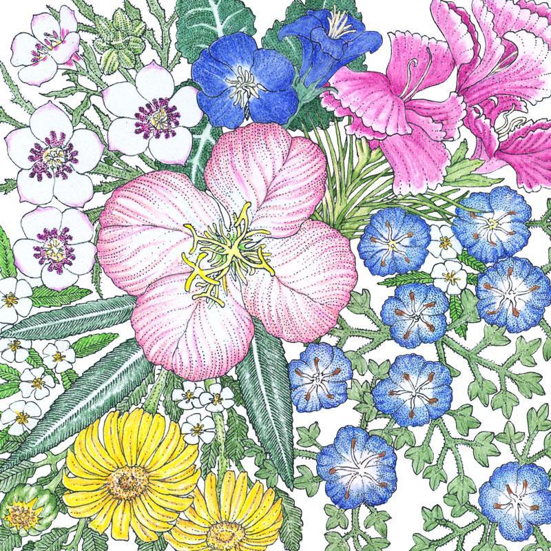 Southwest Native Wildflower Mix flower seeds by Grow Organic in a 1/4 lb bag, showcasing vibrant native wildflower seeds.