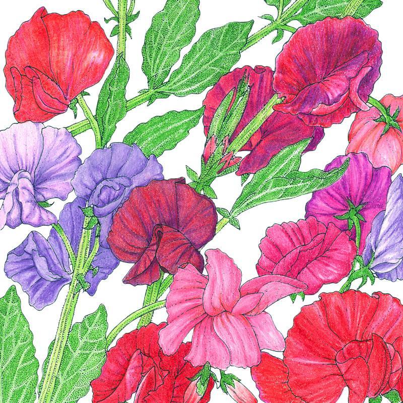 Sweet Pea Old Spice Mix flower seeds by Grow Organic, 1/4 lb, showing colorful seed packets and vibrant flower images.