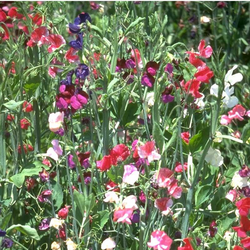 Sweet Pea Old Spice Mix flower seeds by Grow Organic, showing vibrant seed packets for planting and gardening.