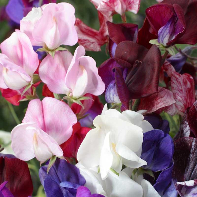 Sweet Pea Old Spice Mix flower seeds from Grow Organic, 1/4 lb packet, showcasing colorful seed packets for planting.
