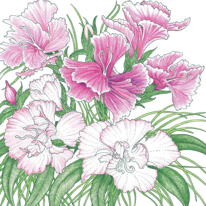 Sweet William flower seeds by Grow Organic, showing vibrant seed packets for planting colorful flowering plants.