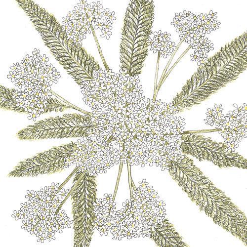 White Yarrow flower seeds from Grow Organic, 1/4 lb package, featuring fresh white Yarrow flower sprouting in a garden setting.