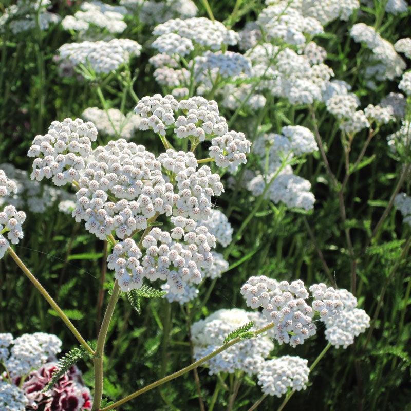 White Yarrow flower seeds from Grow Organic, 1/4 lb, showing fresh seed packet and white Yarrow flowers in bloom.