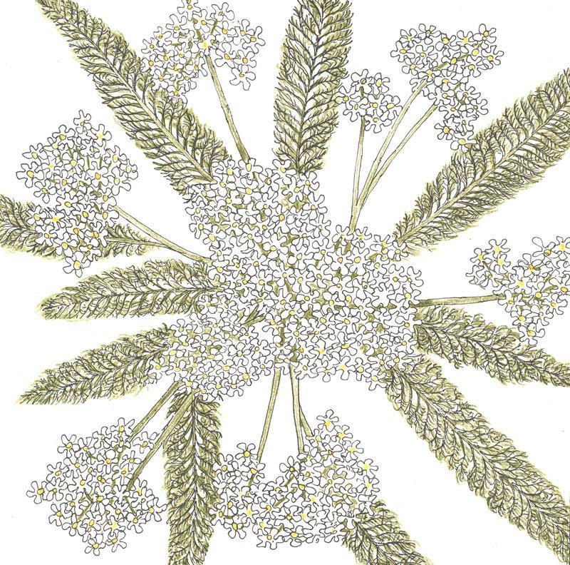 White Yarrow flower seeds from Grow Organic, shown in a package, ideal for garden planting and floral arrangements.