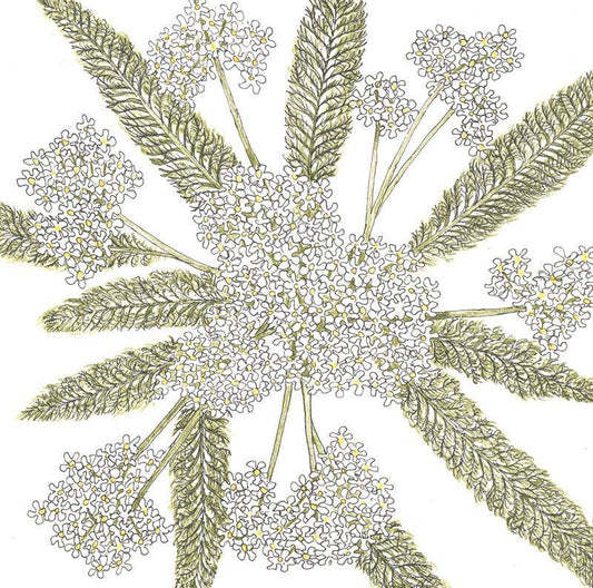 White Yarrow flower seeds from Grow Organic, shown in a package, ideal for garden planting and floral arrangements.