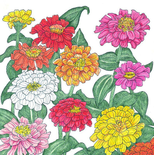 Grow Organic Zinnia California Mix flower seeds in 1/4 lb package, vibrant multicolored flower seeds for garden planting.