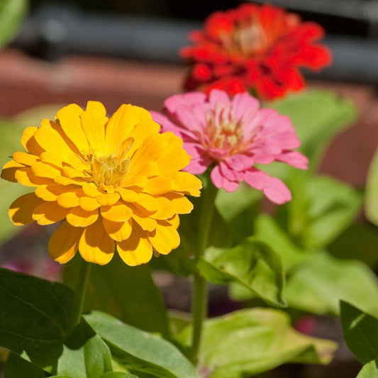 Zinnia California Mix flower seed packet from Grow Organic, showcasing colorful flower seeds for gardening.