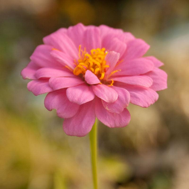 Zinnia California Mix flower seeds by Grow Organic, showing vibrant mixed-colored Zinnia flowers ready for planting.