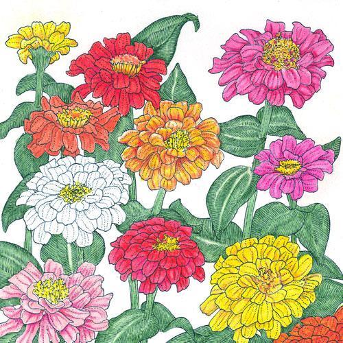 Grow Organic Zinnia California Mix flower seed packet, vibrant multi-colored Zinnia flower seeds for garden planting