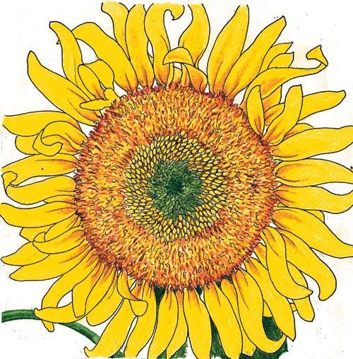 Organic Russian Mammoth Sunflower Seeds pack from Grow Organic, featuring large sunflower flower seeds in a colorful package.