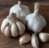 Organic German White garlic bulb from Grow Organic, fresh and whole, ready for culinary use, on a white background.