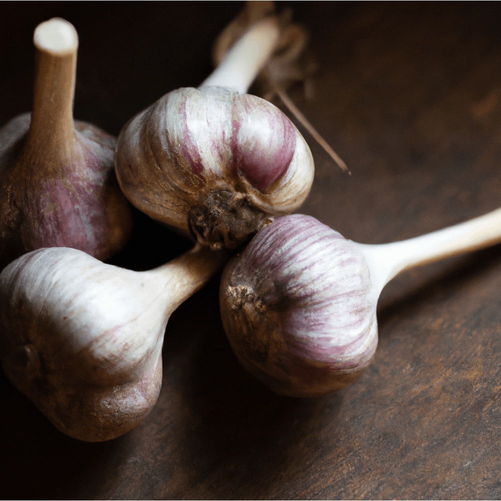Organic Red Chesnok garlic from Grow Organic, fresh whole garlic bulb with red skin, ideal for cooking and flavoring.