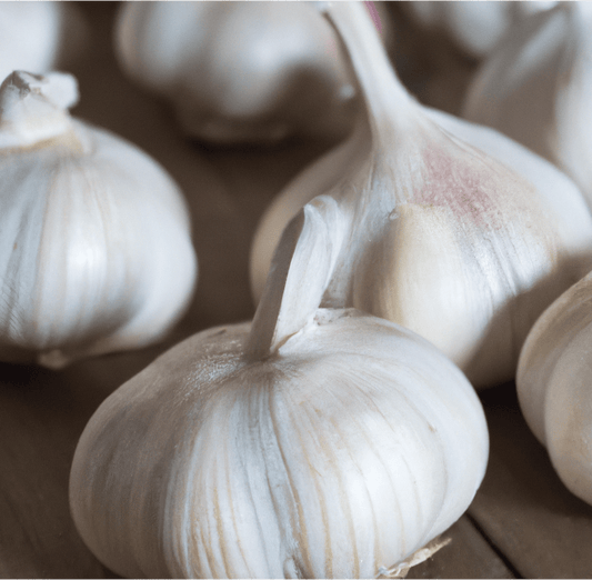 Organic Elephant Garlic bulb from Grow Organic, large garlic with thick cloves and textured skin on a white background.