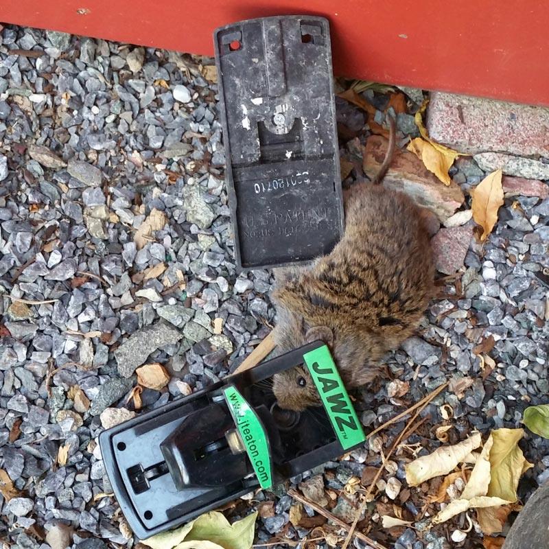 Grow Organic Jawz Mouse Trap for pest control, showing the trap's design and setup on a surface.